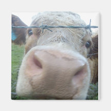 cow magnet