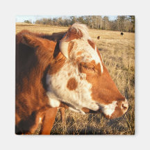 Cow magnet: Fancy