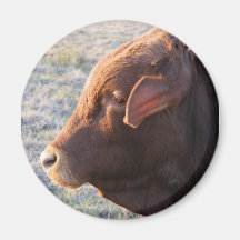 Cow magnet: The Bull