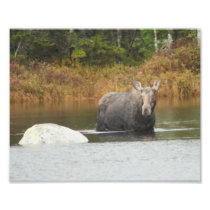 Cow Moose 2
