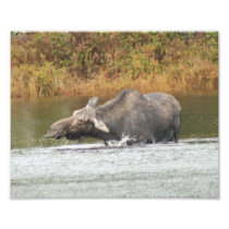 Cow Moose 3