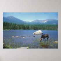 Cow Moose and Mount Katahdin Print