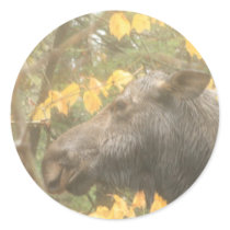 Cow moose in the Maine rain Round Sticker