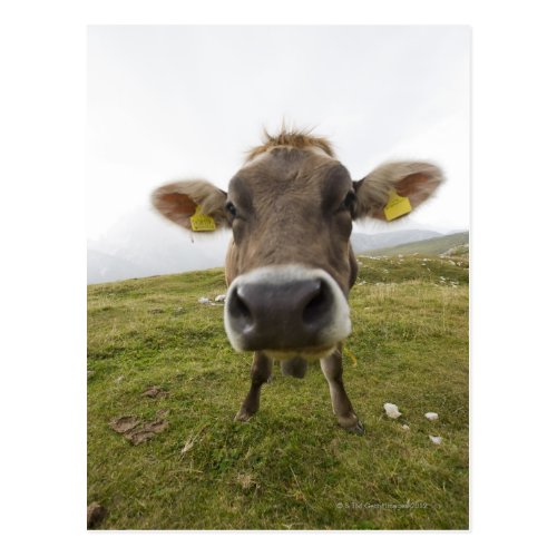 Cow near Tre Cime Di Lavaredo | Funniest Cutest Cow Photo Postcard