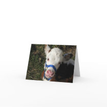 Cow Note Card