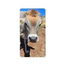 cow on alpine pasture custom address labels