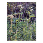 Cow Parsnip 1 Postcard