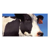 Cow Personalized Photo Card