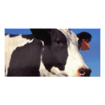 Cow Personalized Photo Card