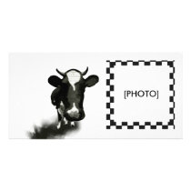 COW photo cards by bd5178 COW photo cards