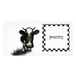 COW PHOTO CARD TEMPLATE