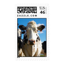Cow PHotography Postage stamps