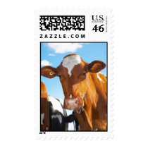 Cow PHotography Postage stamps