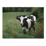 Cow Post Card