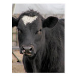 Cow Post Card