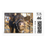 cow postage