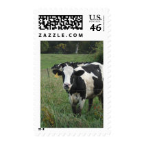 Cow Postage Stamp