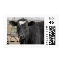 Cow Stamps