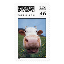 cow postage stamp