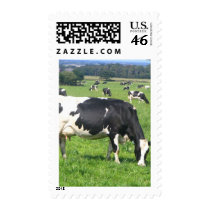 Cow postage