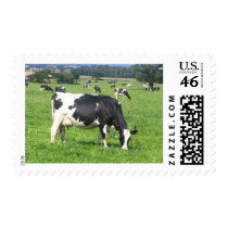 Cow postage