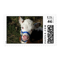 Cow Postage postage
