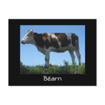 Cow Postcard