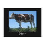 Cow Postcard