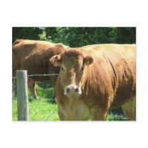 Cow postcards