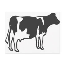 Cow Post Card