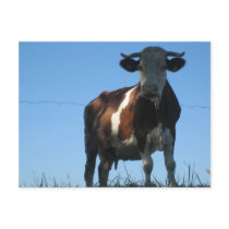 Cow Post Cards