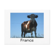 Cow Post Cards