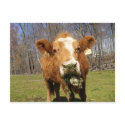 Cow Postcard 1