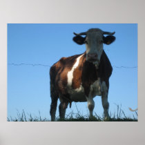 Cow Poster