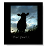 cow power