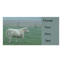 Cow Running Photo Cards