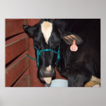 Cow Says Yuck Poster
