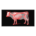 Cow skeleton photo cards by engravings Cow skeleton photo cards