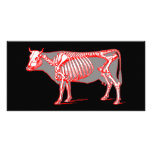 Cow skeleton photo cards
