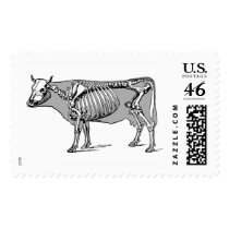 Cow_skeleton postage by engravings Cow_skeleton postage