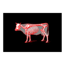 Cow_skeleton posters