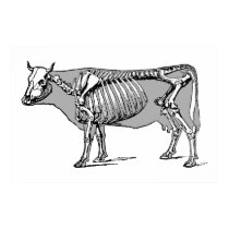 Cow_skeleton posters
