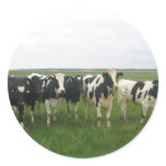 Cow Stickers