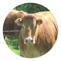 Cow stickers
