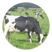 Cow stickers