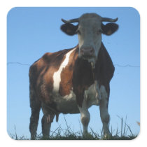Cow Square Stickers