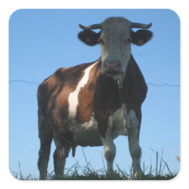 Cow sticker