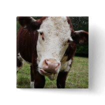 Cow Sticking Out Tongue Pinback Button