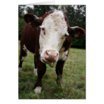 Cow Sticking Out Tongue Greeting Cards