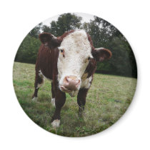 Cow Sticking Out Tongue Fridge Magnets